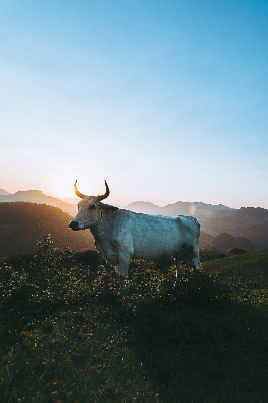 Vaca en el potrero al atardecer